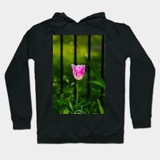 Sun Kissed Tulip Hoodie